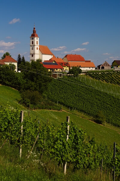 Village and vineyards on sunny summer day