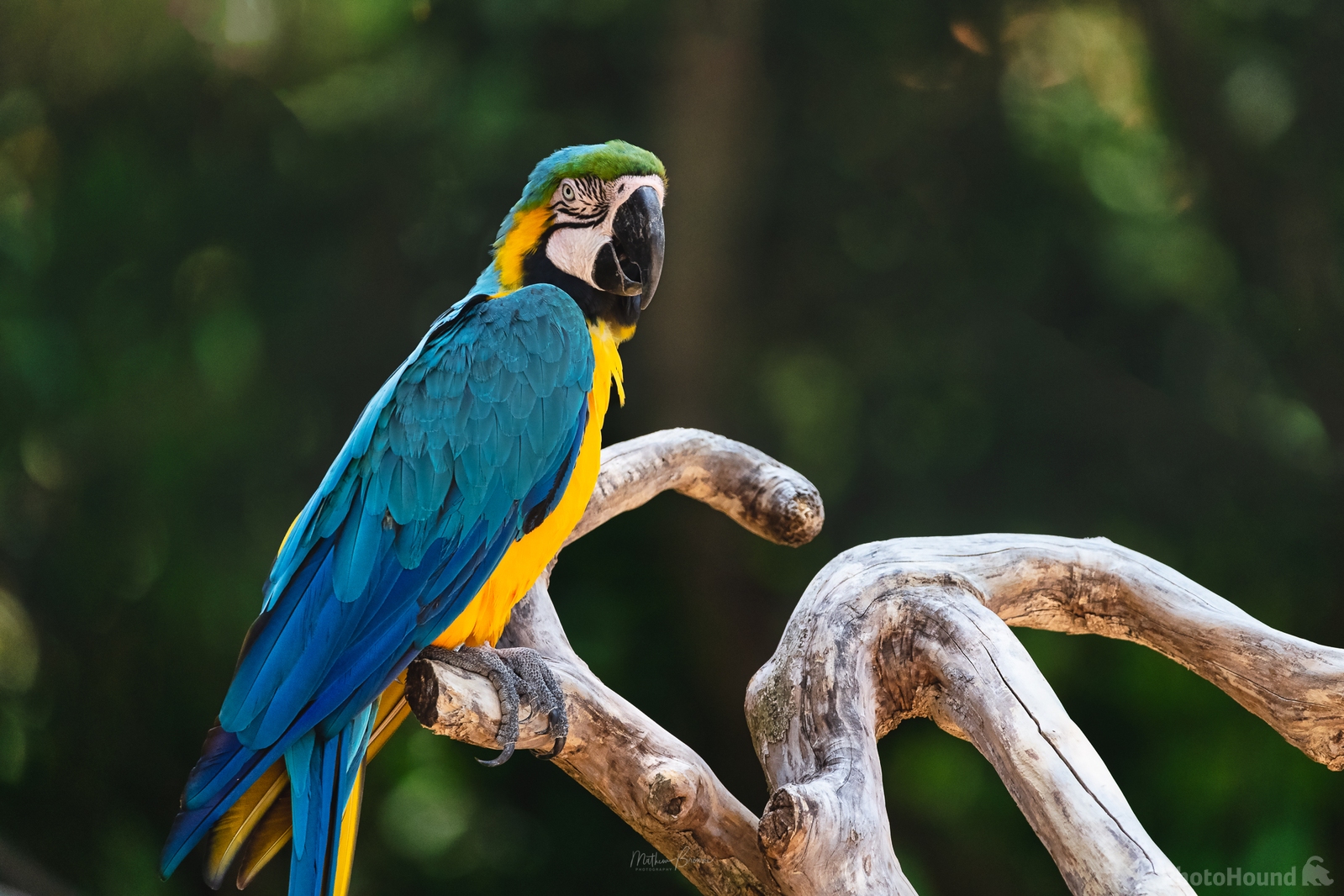 Image of Bali Bird Park by Mathew Browne