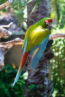 Image of Bali Bird Park - Bali Bird Park