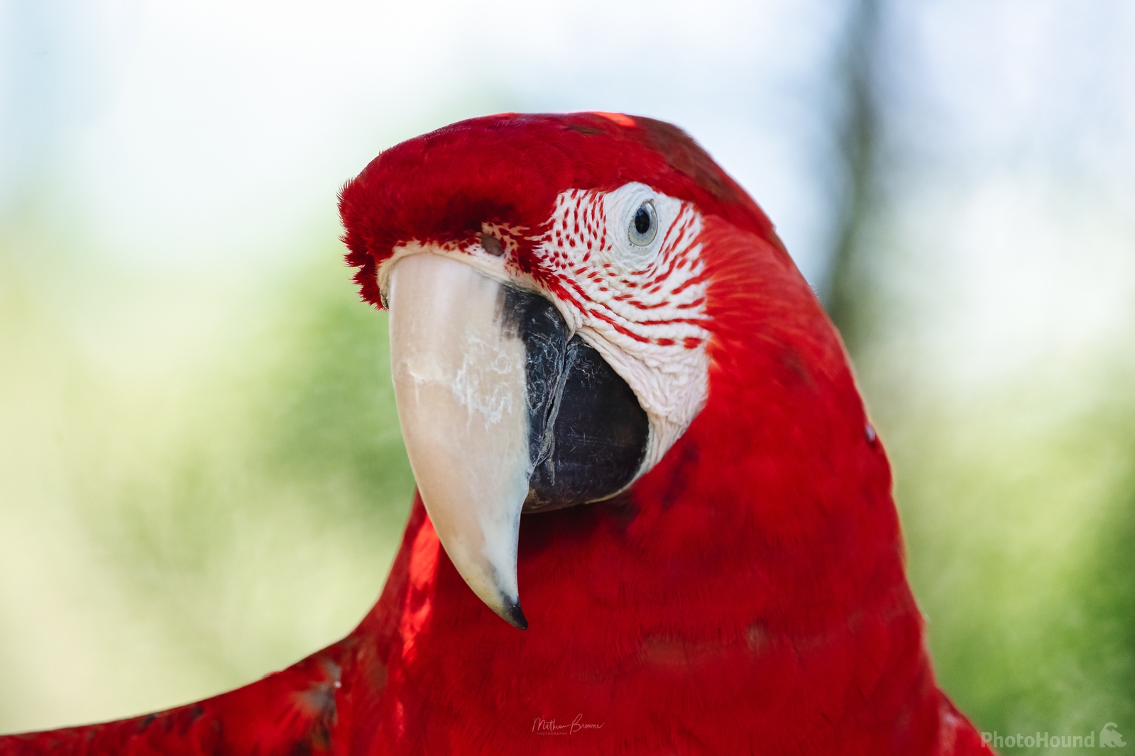 Image of Bali Bird Park by Mathew Browne