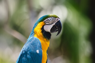 images of Indonesia - Bali Bird Park