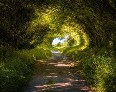 The top part of the tree tunnel.