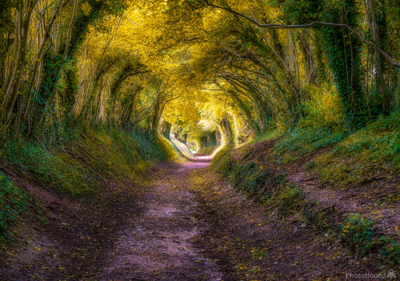 Image of Halnaker Tree Tunnel by Jakub Bors