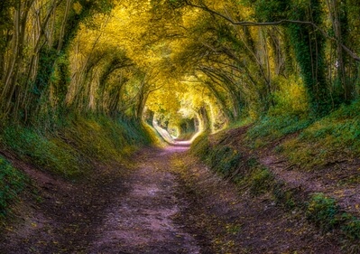 The bottom part of the tree tunnel. Early autumn.