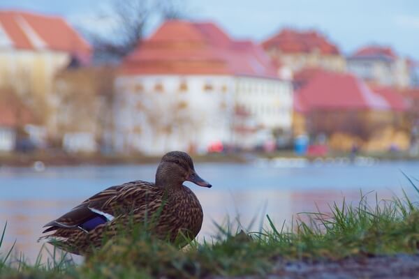 Duck with Sodni stolp (Judgement tower in the background)