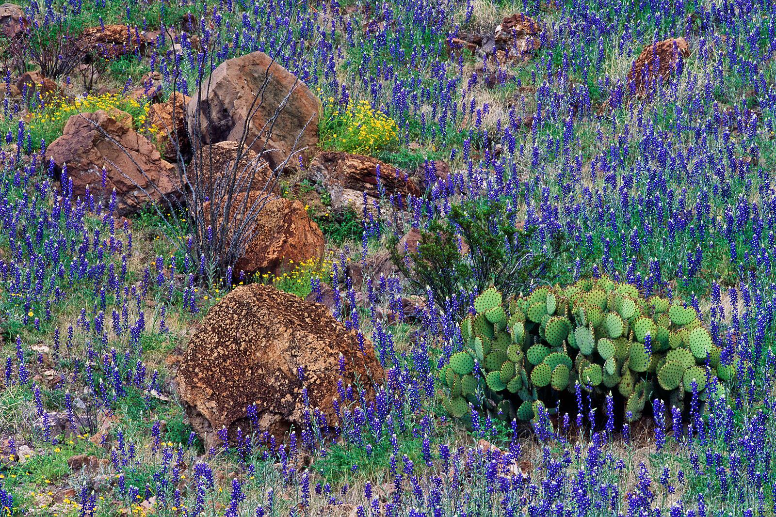 Image of Bluebonnets on the Slope of Cerro Castellan by Jeremy Woodhouse