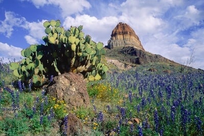 Texas photo locations - Bluebonnets on the Slope of Cerro Castellan
