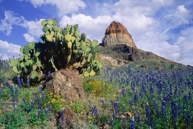 United States images - Bluebonnets on the Slope of Cerro Castellan