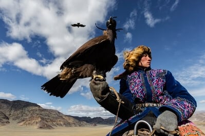 A Kazakh Eagle Hunter hotels his bird waiting to participate in a competitive event