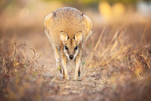 A Curious Wallaby
