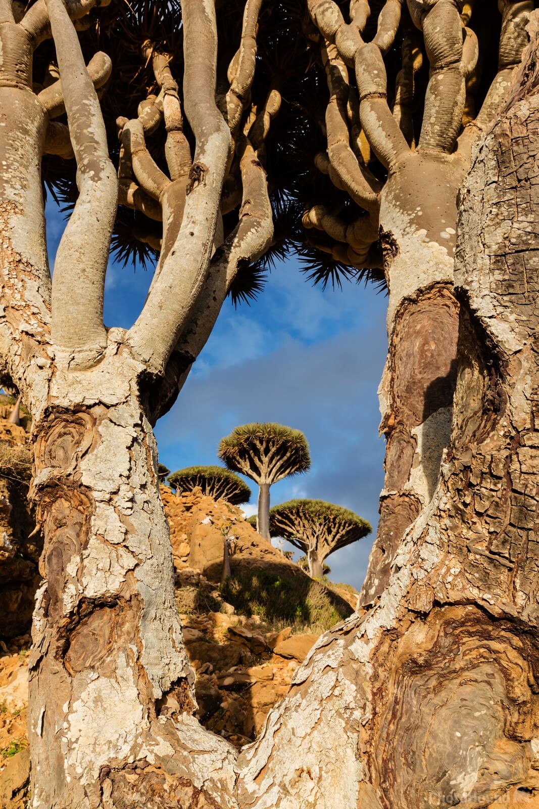 Image of Homhil Plateau, Socotra by Jeremy Woodhouse