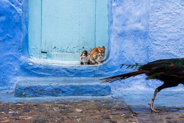 A Peacock passes a street cats in a doorway in Chefchaouen