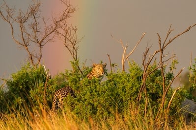 Leopard and Rainbow after Rain
