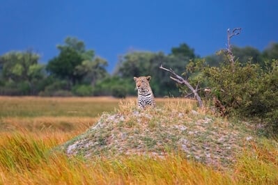 Leopard Resting on a Termite Mound