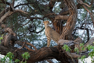 Cheetah in a tree searching for prey