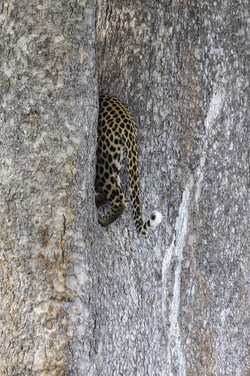 Image of Kwara Reserve - Wildlife by Jeremy Woodhouse