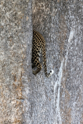 Leopard climbing a tree
