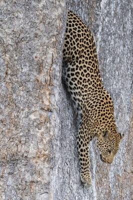 Leopard descending a tree