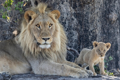 A male lion and its cub