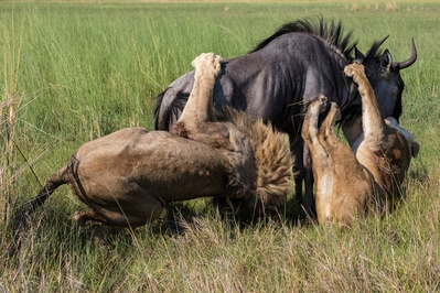 A male and female lion bring down a wildebeest