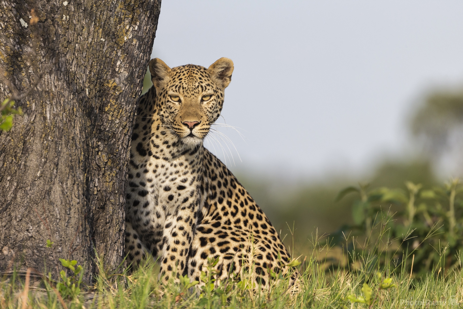 Image of Kwara Reserve - Wildlife by Jeremy Woodhouse