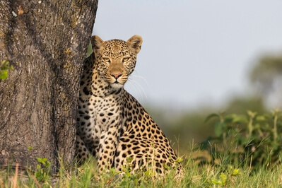 Leopard posing next to a tree stump