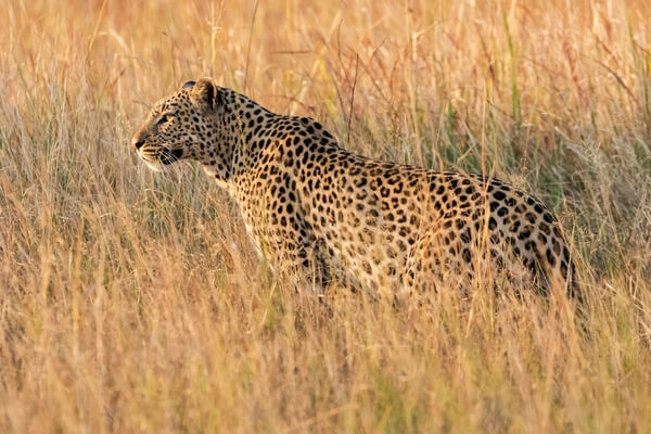 Leopard in tall grass