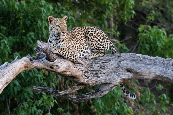 Leopard sitting in a fallen, dead tree