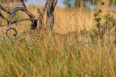 Camouflaged leopard in long grasses
