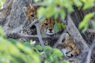 Newly -born cheetah cubs contemplate coming out into the world