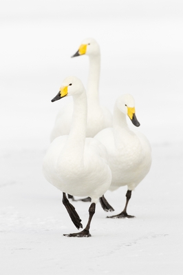 Trio of whooper swans