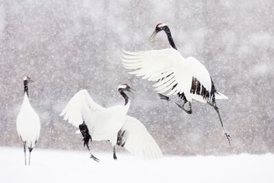 Red-crowned cranes dance in a courting ritual