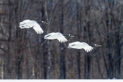 Red crowned cranes come in to land