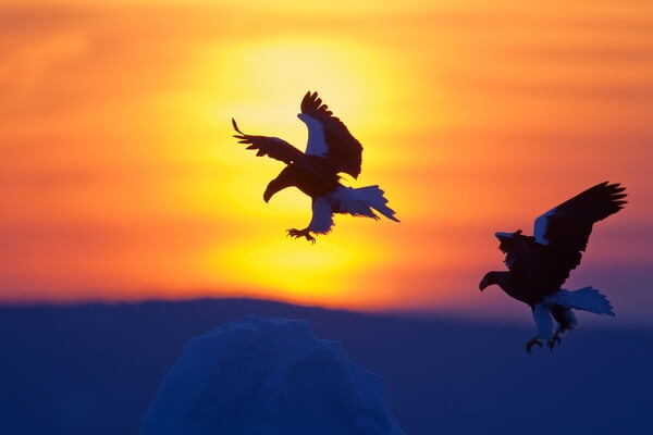 Steller's Eagles Landing on ice floe at sunrise
