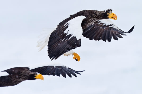 Steller's eagle in flight