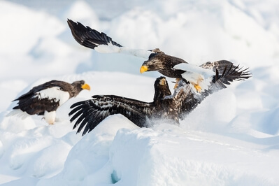 Steller's eagles in a tussle over food