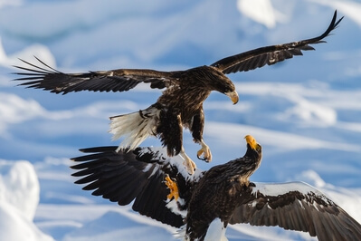 Steller's eagles in a tussle