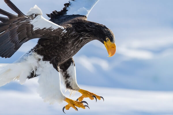 Steller's eagle landing on ice floe