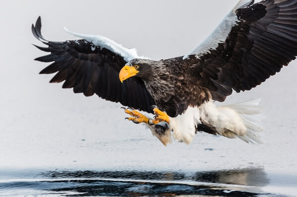 Steller's eagle landing on ice