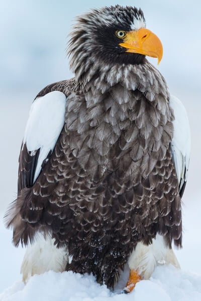 Steller's eagle portrait