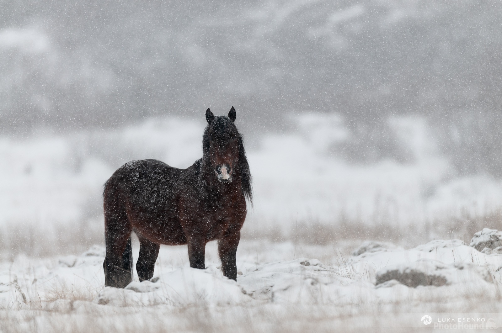 Image of Wild Horses at Livno by Luka Esenko