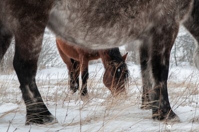 images of Bosnia and Herzegovina - Wild Horses at Livno