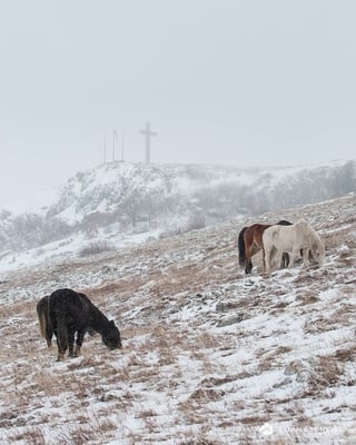 Bosnia and Herzegovina images - Wild Horses at Livno