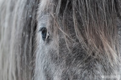 Bosnia and Herzegovina photos - Wild Horses at Livno