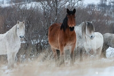 Bosnia and Herzegovina pictures - Wild Horses at Livno