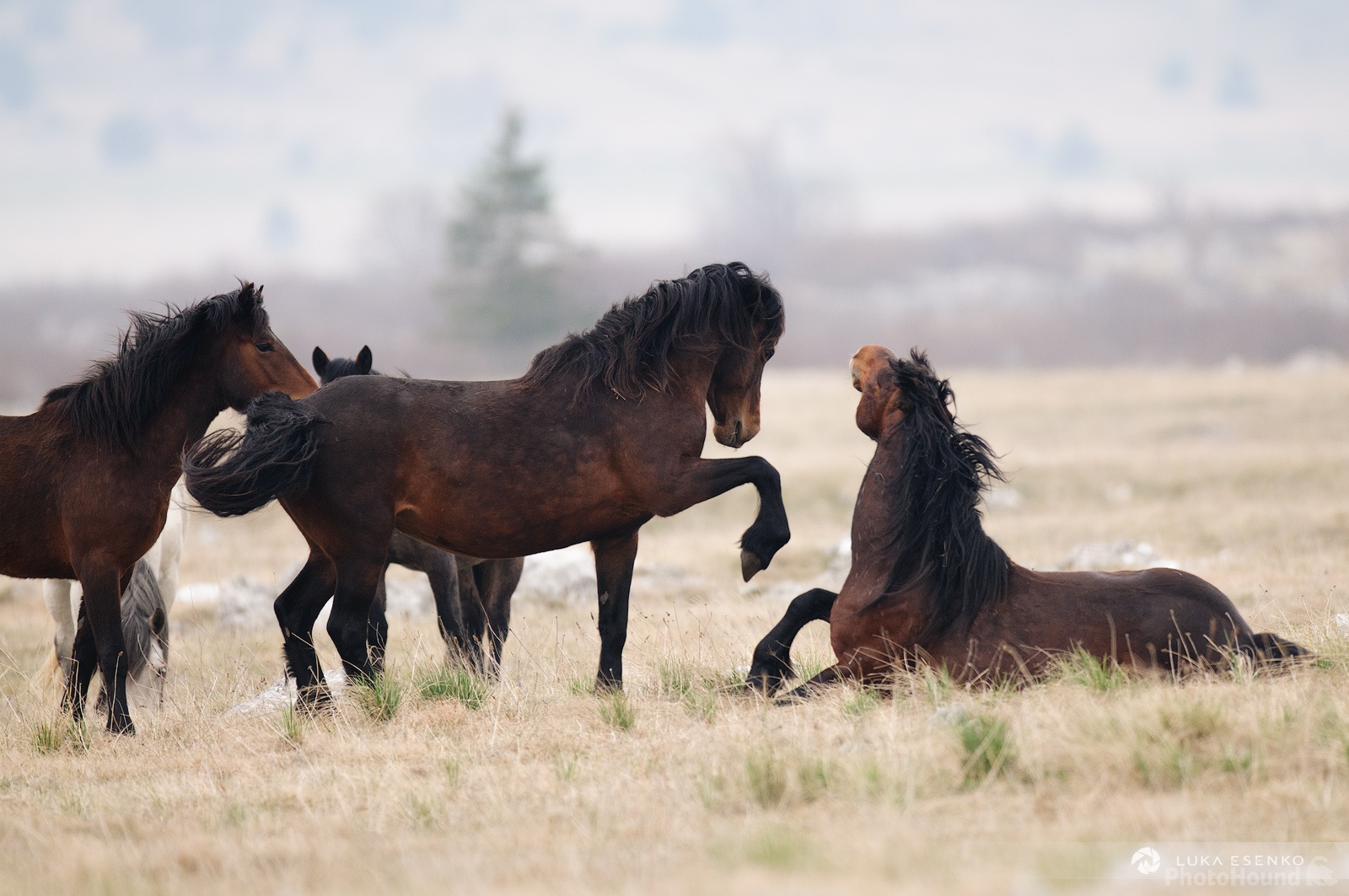 Image of Wild Horses at Livno by Luka Esenko