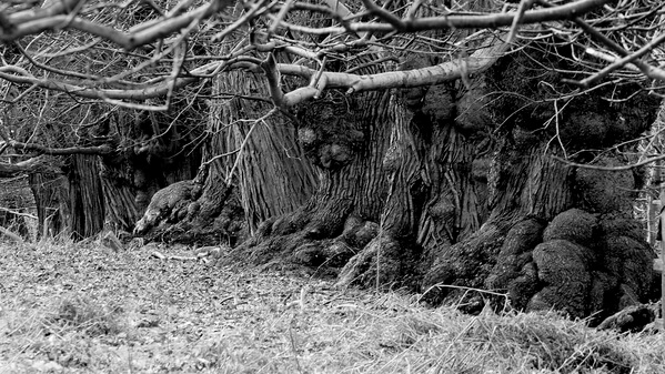 A row of gnarled sweet chestnut trees
