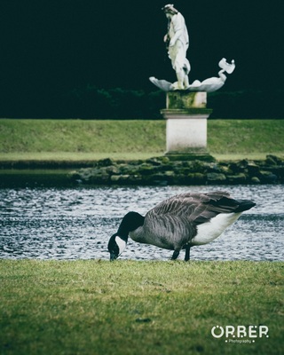 Beautiful shot of a goose and a statue in the fountains abbey.