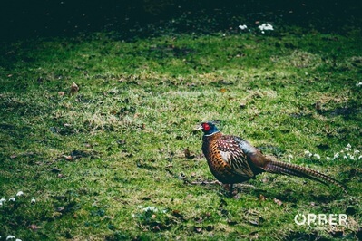 A pheasant in fountains abbey, there is such a wide variety of plants and animals to photograph 