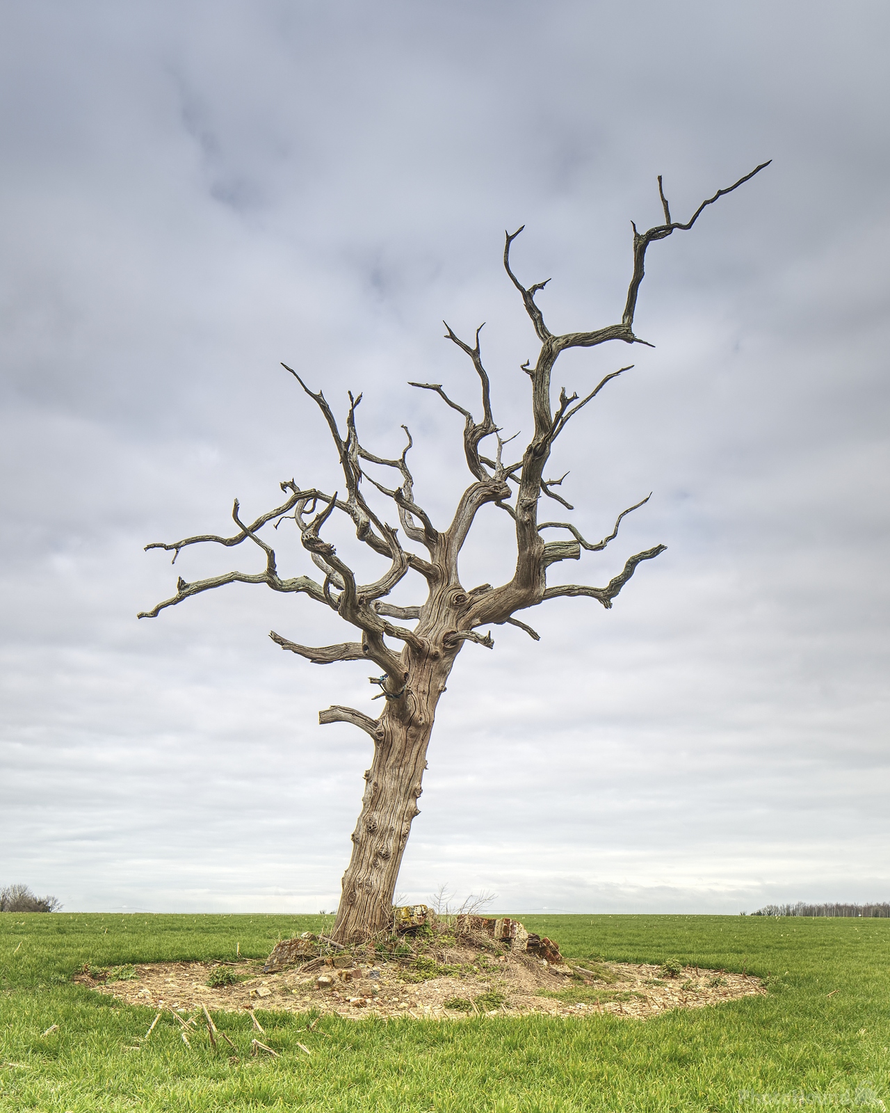 Image of   Lone Tree At Tarrant Monkton by Simon Carlton